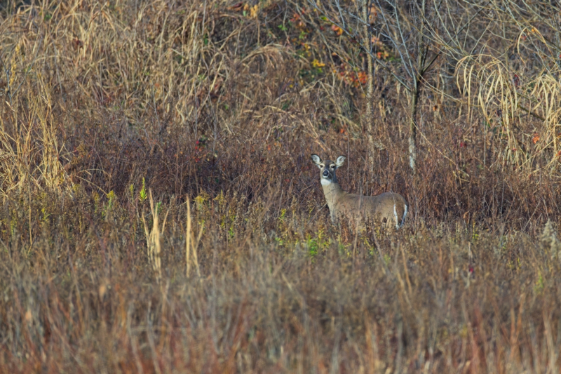 White-tailed Doe in an Autumn Habitat