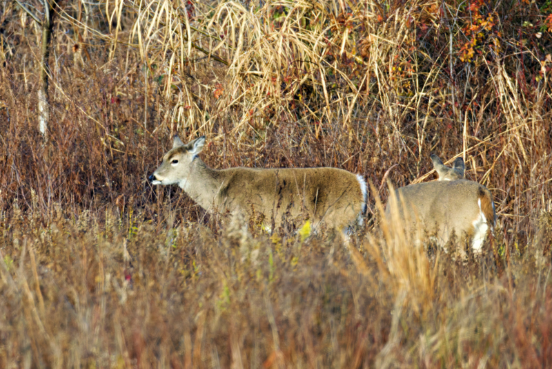 Healthy White-tailed Doe at Sequoyah National Wildlife Refuge