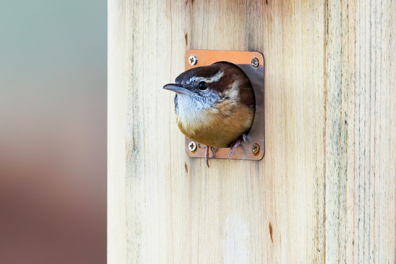 Curious Carolina Wren in the Birdhouse