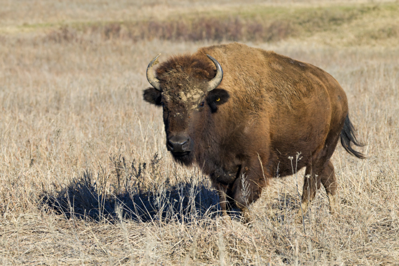 Bison Grazing in the Prairie