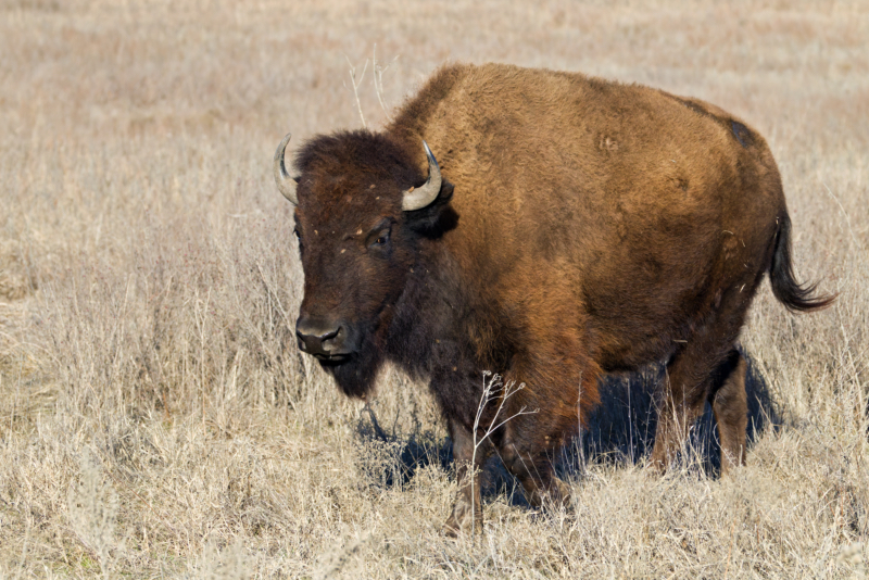 Bison in the Wild