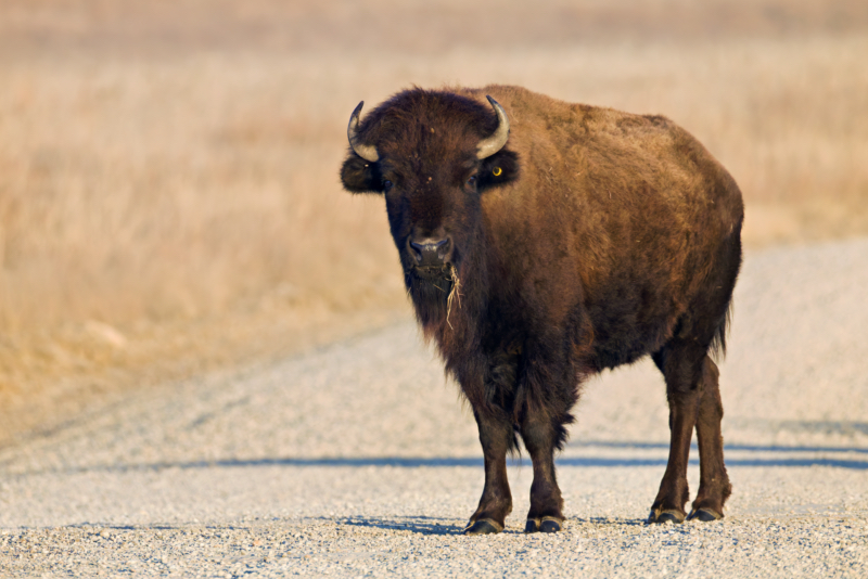 Bison Standing on the Road