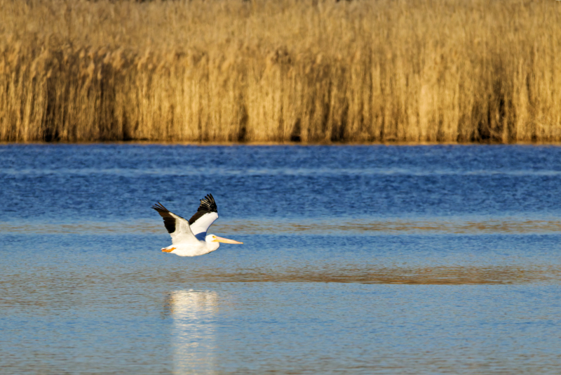 An American White Pelican Skims the Arkansas River