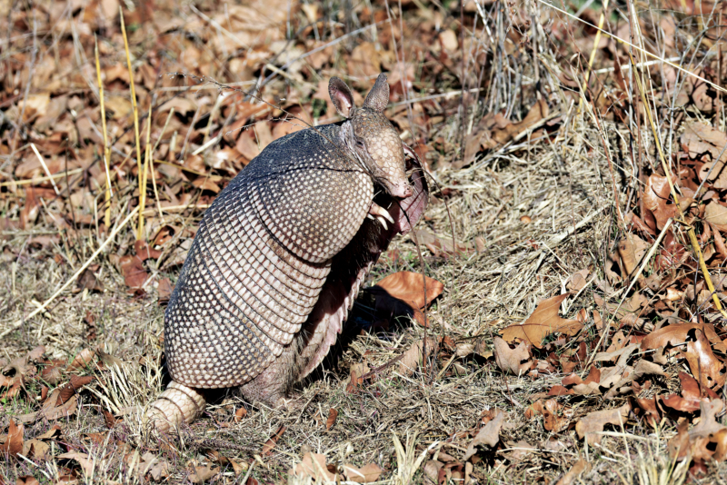 Armadillo on the Move