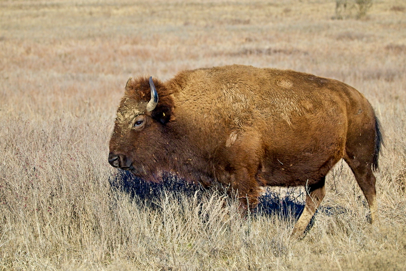 American Bison Grazing in Winter