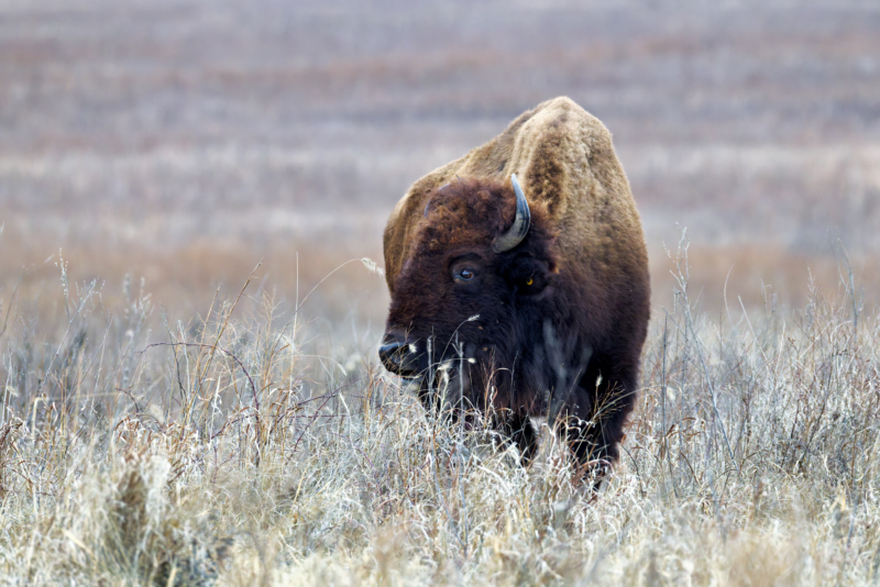 Bison Among the Grasses