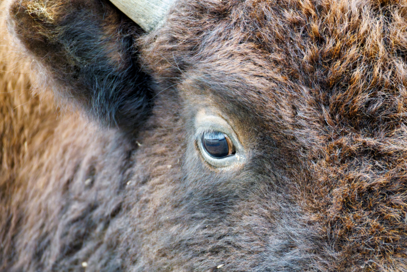 The Watchful Eye of a Bison