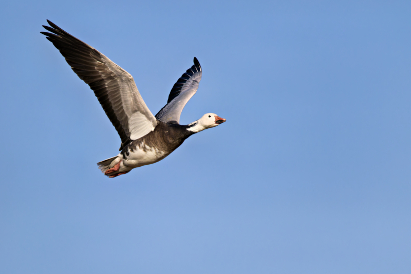 Dark Morph Snow Goose in Flight