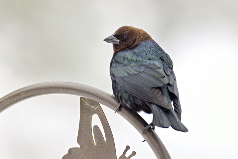 Brown-headed Cowbird Perched Against a Snowy Backdrop