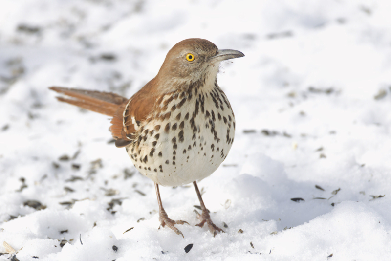 Brown Thrasher Foraging in Snow-Covered Arkansas Yard