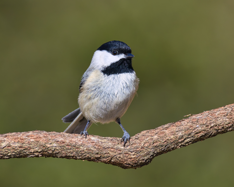 Carolina Chickadee Perched and Poised