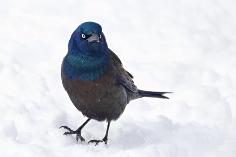 Male Common Grackle’s Intense Stare