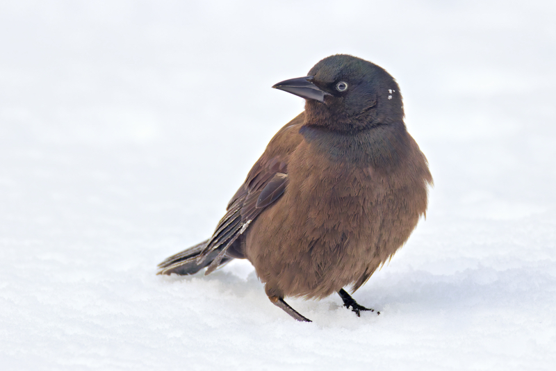 Common Grackle in the Snow