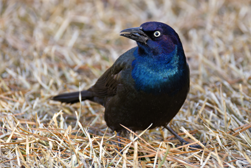 A Closer Look at the Common Grackle's Intensity