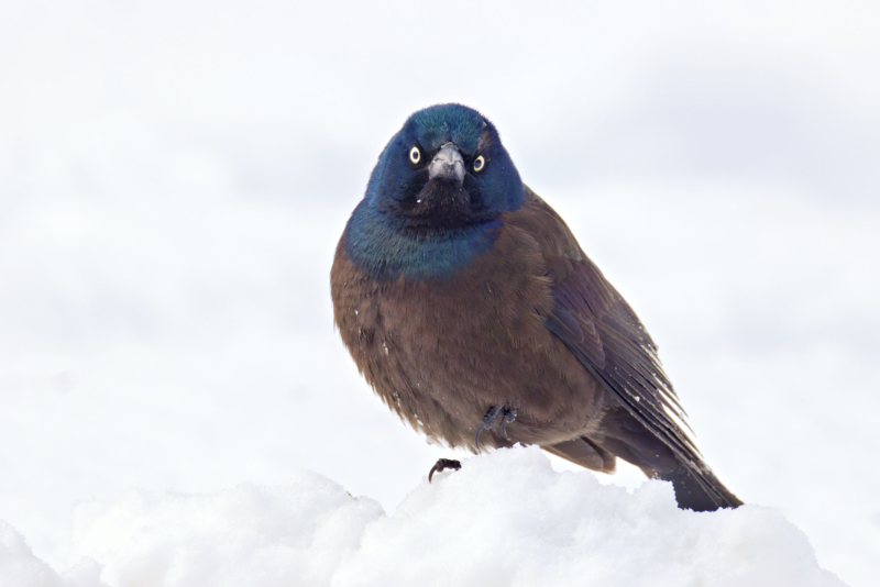 Curious Common Grackle in the Snow