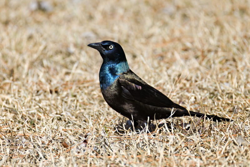 Common Grackle Standing Tall in Arkansas