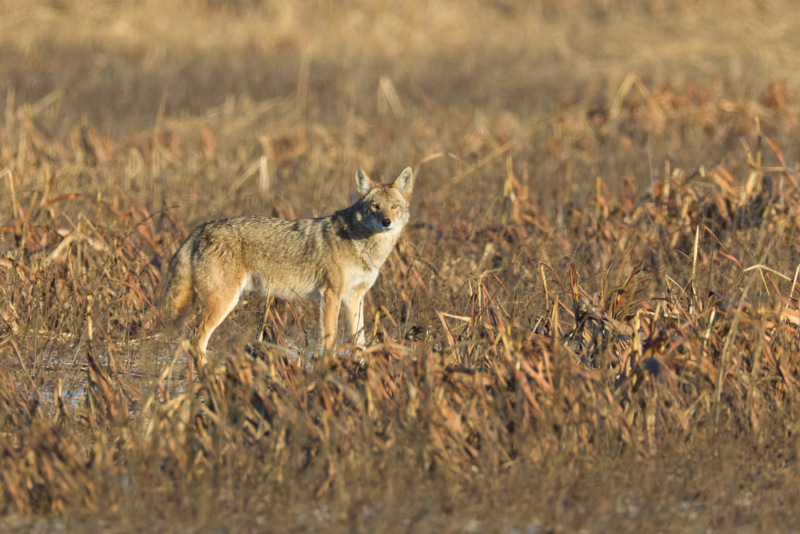 Coyote Blending into the Landscape