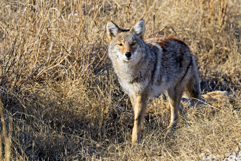 A Coyote’s Gaze at Tallgrass Prairie Preserve