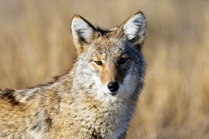 Curious Coyote: A Close Encounter at Tallgrass Prairie Preserve