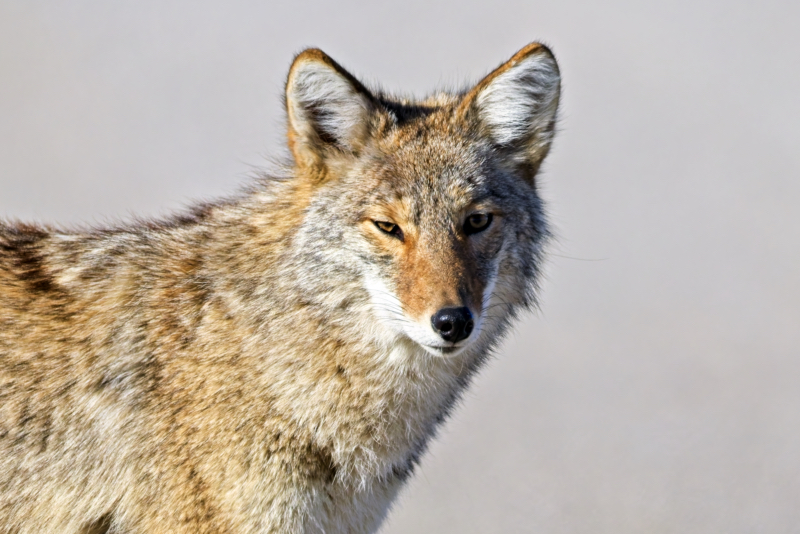 Coyote at Tallgrass Prairie Preserve