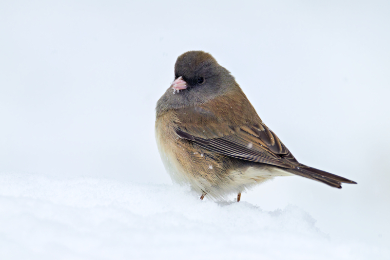 Dark-eyed Junco on the Ground