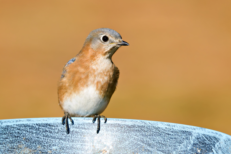 Eastern Bluebird on Mealworm Dish