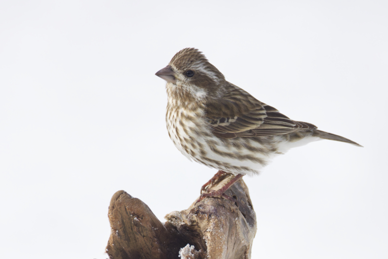 Female Purple Finch on a Snowy Perch