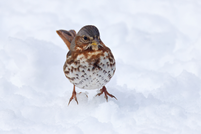 Fox Sparrow Standing in Fresh Arkansas Snow