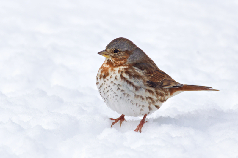 Side View of a Fox Sparrow in Snowy Arkansas