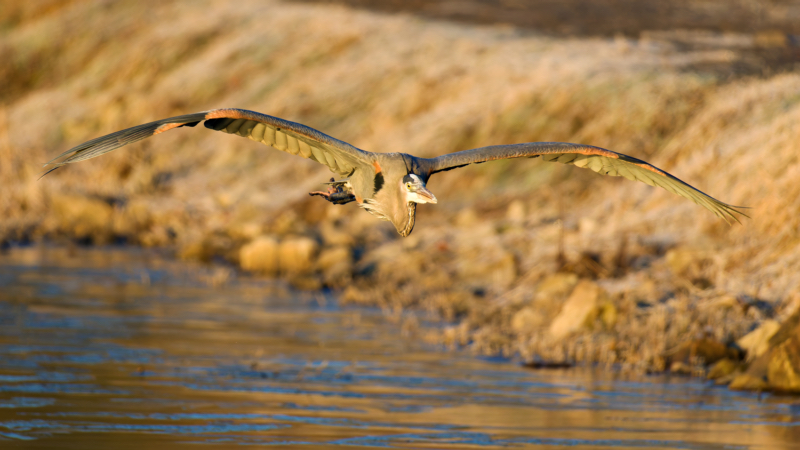 Great Blue Heron Majestic Flight Over Charleston Lake