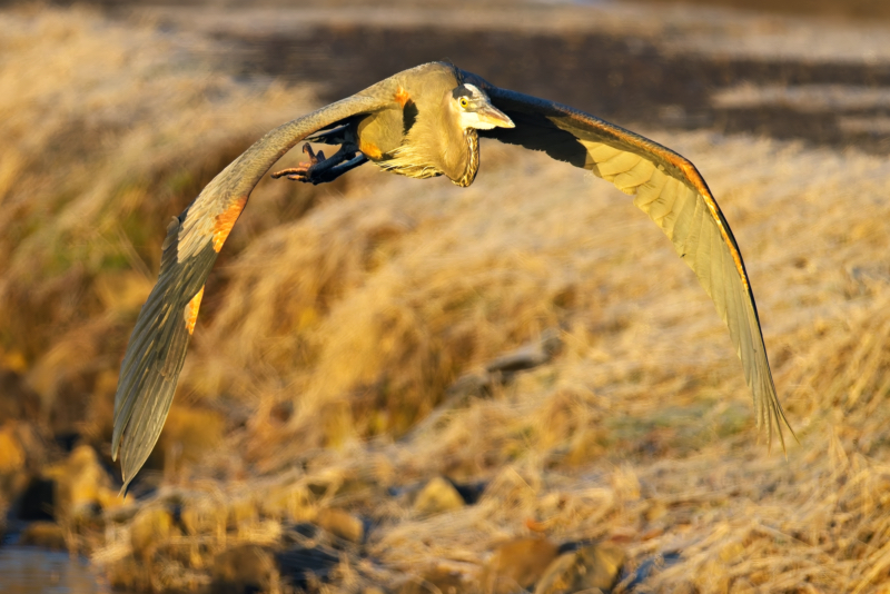 Great Blue Heron in Flight Over The Frozen Landscape