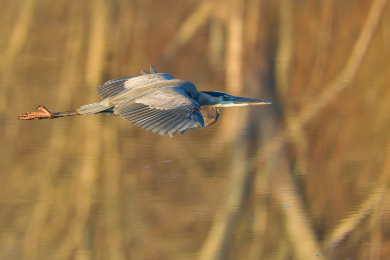 Great Blue Heron Glides Over Charleston Lake