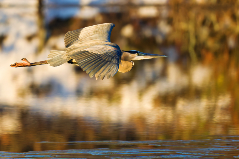 Great Blue Heron Skimming Over Reflections