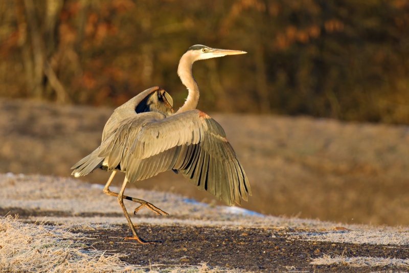 Great Blue Heron Landing with Elegance