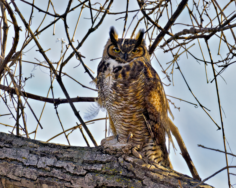 Great Horned Owl Sentinel