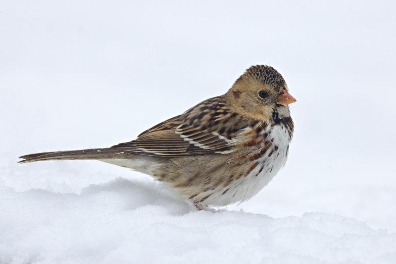 Harris’s Sparrow Close-Up