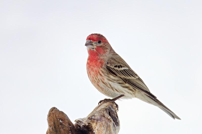 Bright Male House Finch in Winter