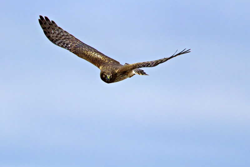 Immature Male Northern Harrier Focused Glide Over the Prairie