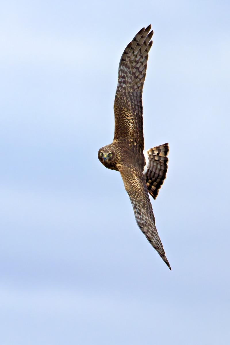 Immature Male Northern Harrier A Graceful Turn in Flight