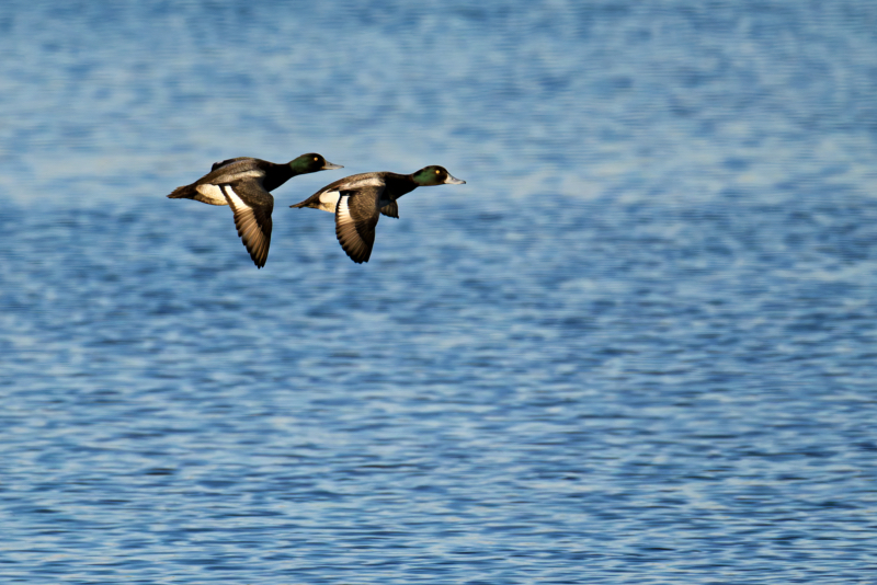 Lesser and Greater Scaup Revealed