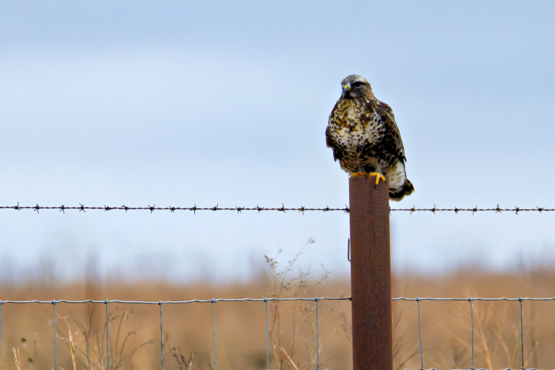 Male Rough-legged Hawk Perched in the Prairie