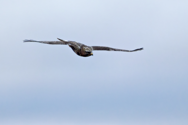 Male Rough-legged Hawk Determined Glide