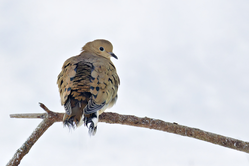 Mourning Dove on Snowy Branch