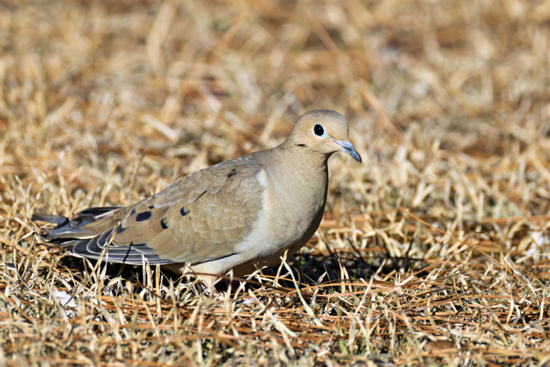 A Mourning Dove’s Winter Walk