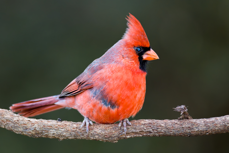 Male Northern Cardinal with a Distinctive Eye Spot