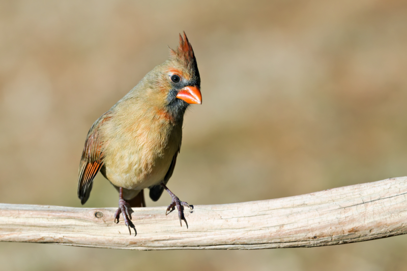 Female Northern Cardinal on Alert