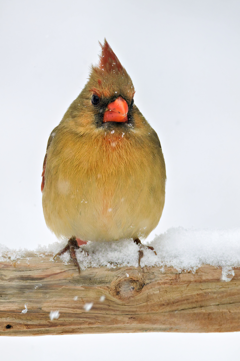 Female Northern Cardinal on a Snowy Branch