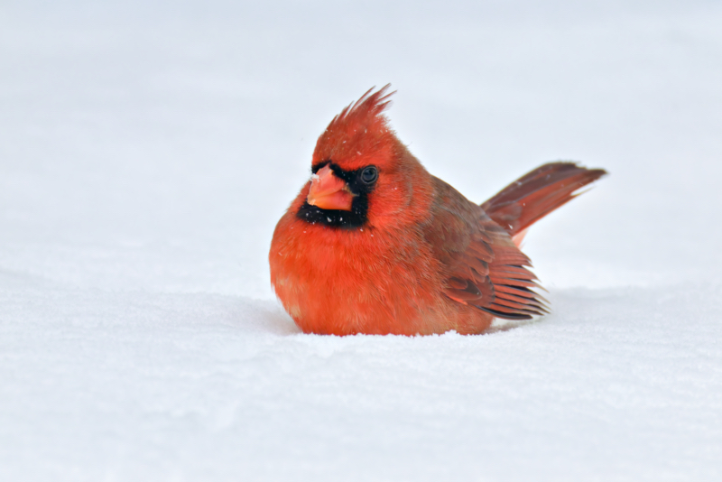 Northern Cardinal in the Snow