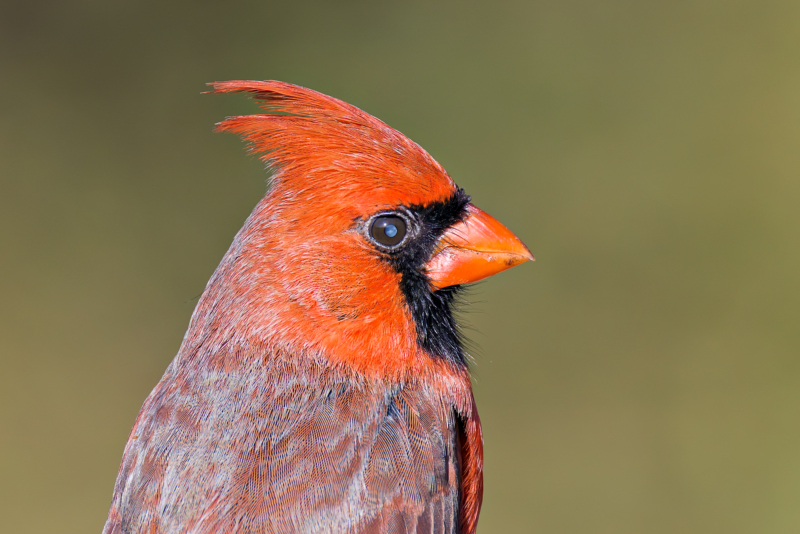 Close-Up of a Male Northern Cardinal with an Eye Spot