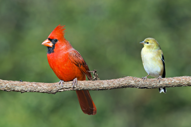 Backyard Harmony: Northern Cardinal and Goldfinch